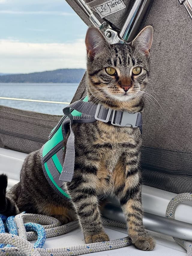 Nori, First Mate